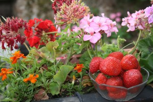 FRAISES 004