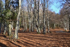 forêt