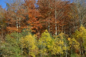 forêt2