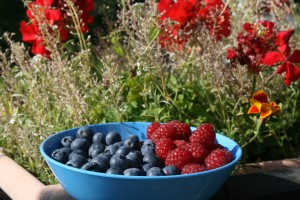 fruits 003