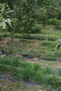 herbes aromatiques