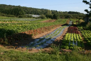 legumes3
