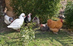 poules1