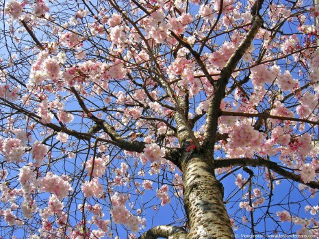 printemps