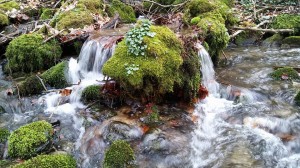 riviere2
